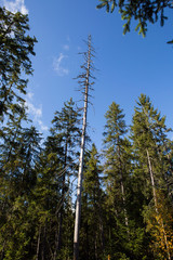 Fototapeta premium Waldsterben