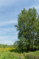 Obraz premium im Millinger Wald, Millingen, Niederlande