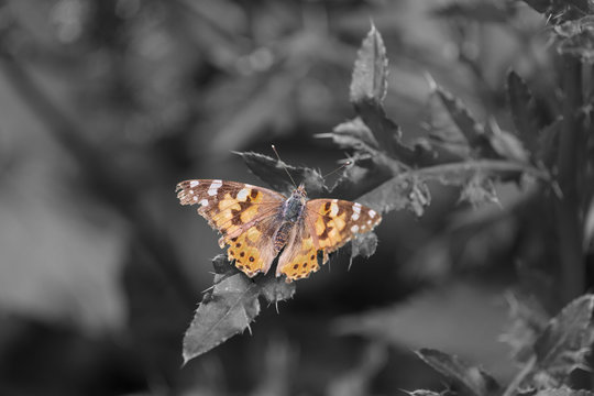 DistelartenBilder StockFotos & Videos. Adobe Stock