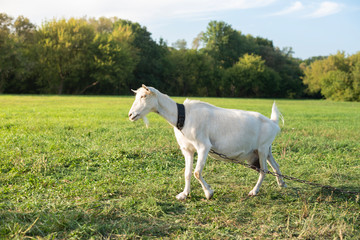 Obraz na płótnie Canvas White goat on a leash tries to go ahead and looking stubborn. Warm summer evening light. Copy space