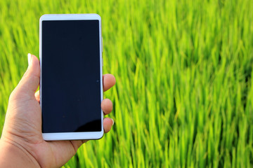 Mobile Phone Concepts,farmer using mobile checking report of agriculture in field.