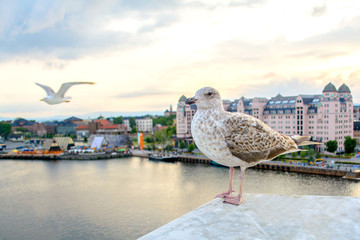 Seagull on the background of the city - 296600738