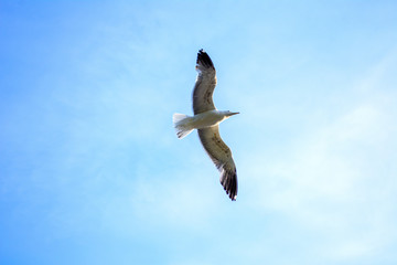 Seagull flies in the sky - 296600746