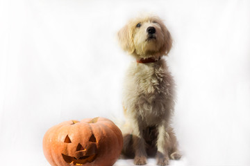 puppy next to a pumpkin for halloween
