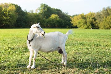 Obraz premium White goat on a leash turns its head right and looking stubborn. Warm summer evening light. Copy space