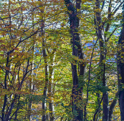 Autumn in the forest on the beautiful sunny morning. Branches of beech with colorful autumn foliage.