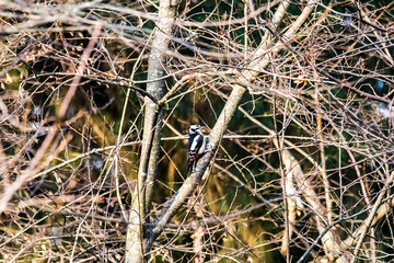 spotted woodpecker among the branches