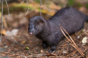  American mink (Neovison vison) 