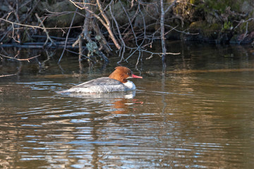 Female Goosander