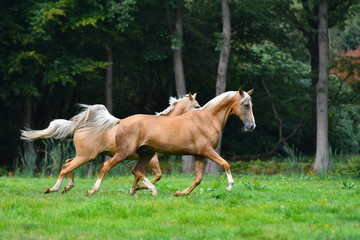 Two palomino akhal teke breed horses running in the park together.
