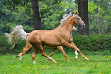 Two palomino akhal teke breed horses running in the park together.