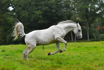 White horse jumping forward happily in the green field in gallop.