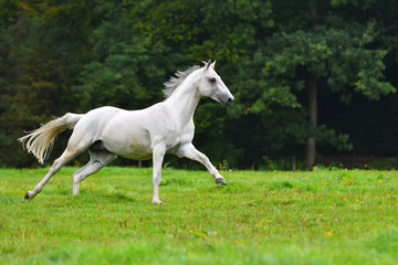 White horse running in the green field in gallop.