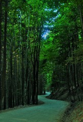 a forest road winding through the green forest