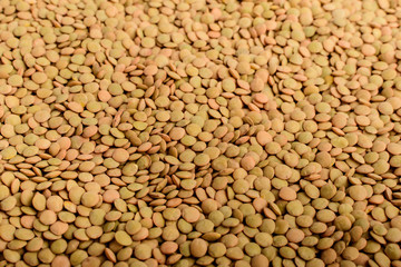 Natural background of many fresh organic green lentil beans in warm light, top view