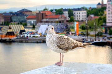 Seagull on the background of the city - 296601930