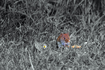 Artwork Feldmaus und Gänseblümchen in Grau