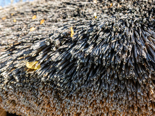 abstract wood texture, suitable for background