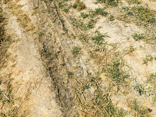 The road goes through the field. Close up. Autumn landscape.