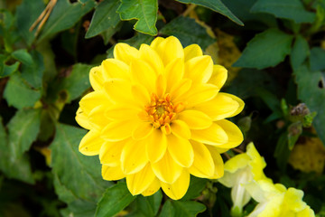 Yellow dahlia growing in the flower bed, Espoo, Finland 