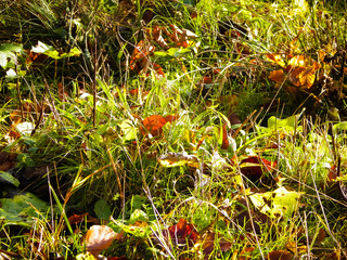 Autumnal forest bedding as nature background.