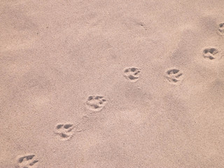 Fox paw prints on the sand. Nature background.