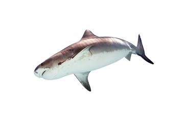 Tiger Shark Isolated on White Background 