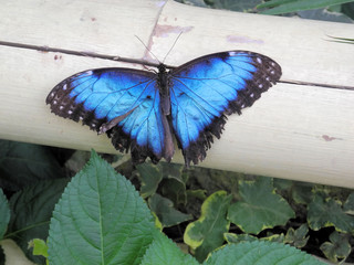 Schmetterling, blauer Morphofalter, Himmelsfalter