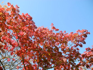 Baum mit rotem Herbstlaub in der Sonne