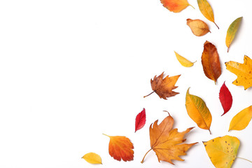 autumn composition of leaves on a white background top view. Place for text, minimalism, insta, flatlay