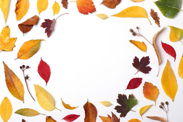 autumn composition of leaves on a white background top view. Place for text, minimalism, insta, flatlay