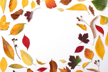 Obraz premium autumn composition of leaves on a white background top view. Place for text, minimalism, insta, flatlay