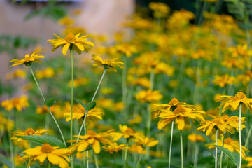 Obraz premium yellow flowers in garden