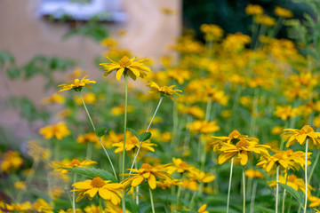 yellow flowers in garden