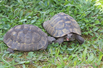 Griechische Landschildkröte