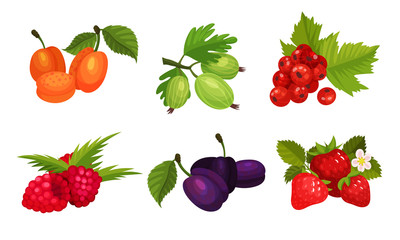 Sweet And Sour Berries Vector Illustrated Set.