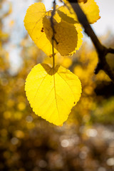 Yellow autumn leaf on yellow background