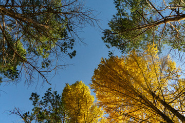 yellow tree in autumn and sky