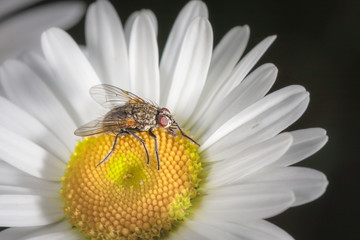 Obraz premium Fliege