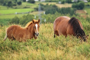 horses on pasture