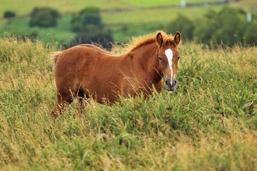 Fototapeta premium cow on pasture