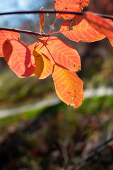 Orange autumn leaves on green background