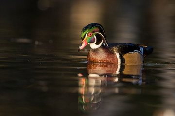 Beautiful Wood duck drake in autumn