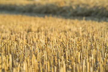 Cut off straws on a harvested field in July.
