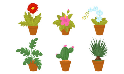 Detailed Flowers Growing In Flowerpot. Home Plants Vector Set