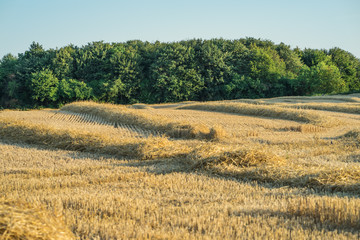A harvested field in front of a grove.
