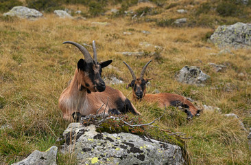 Ziege in den Bergen in Südtirol