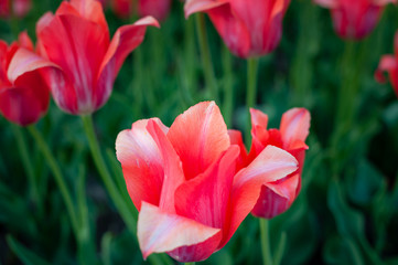 Red tulip with petals  on dark green background
