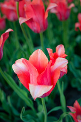 Red tulip on dark green background