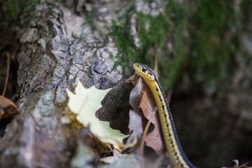 Garter snake in autumn